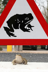 chiswick toad