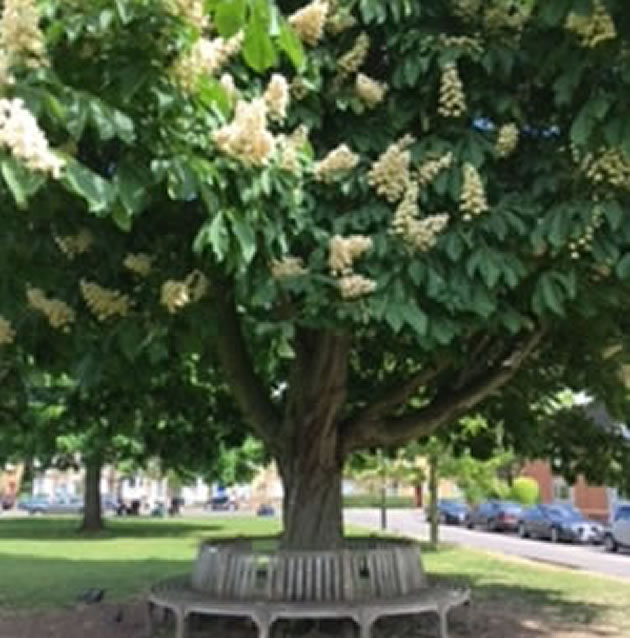 memorial bench under a tree