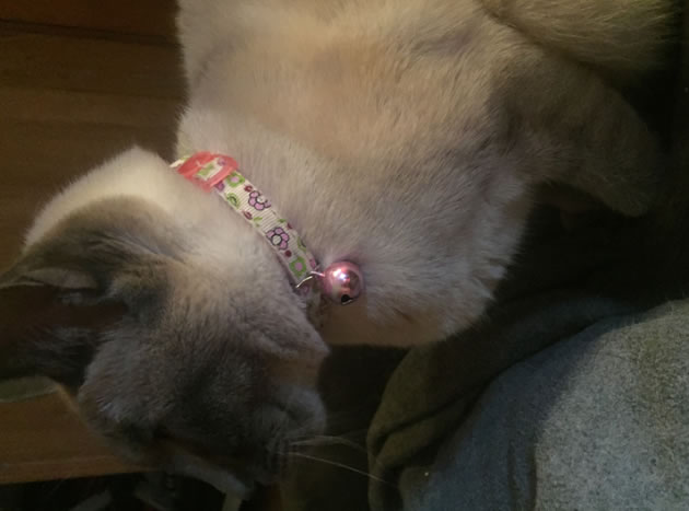Her collar is a light yellow with a pink trim and a pink bell.