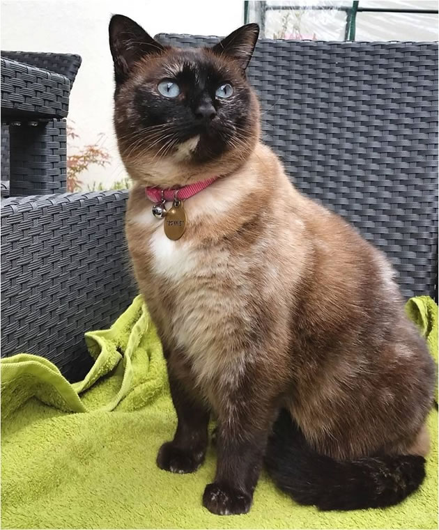 Help Needed To Find Bonnie The Missing Cat 