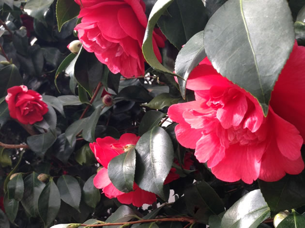 Camellia Festival Returns to Chiswick House And Gardens