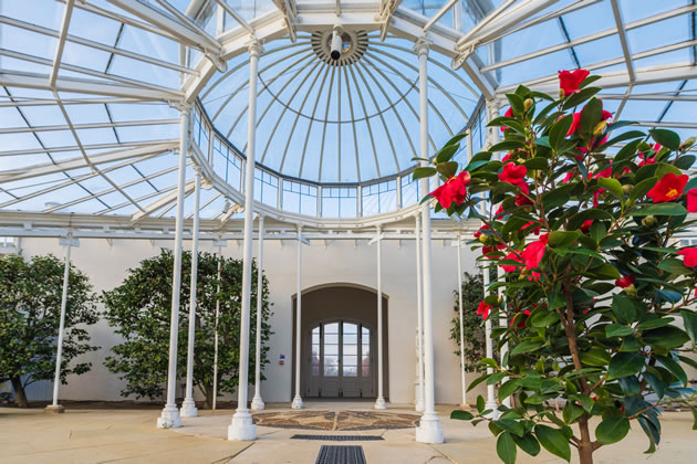 Camellias have been growing in the Conservatory since the start of the 19th century