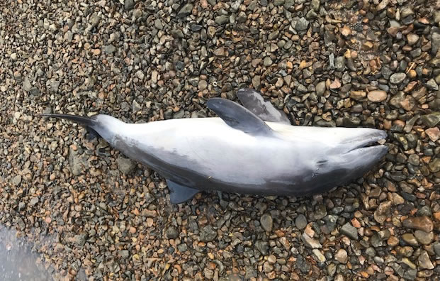 Baby Harbour Porpoise Found Dead on Thames Foreshore