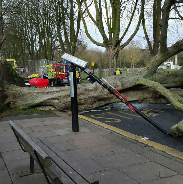 Bus Stop hit by Tree