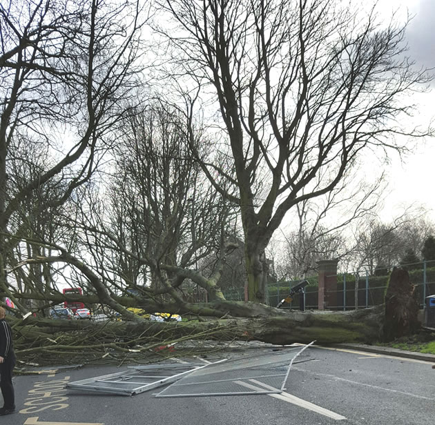 Fallen Tree Staveley Road Chiswick