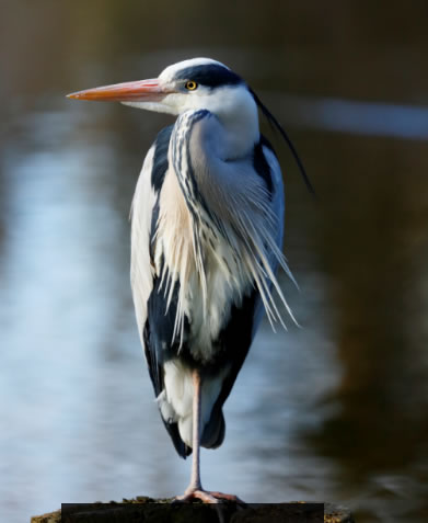 heron on the river