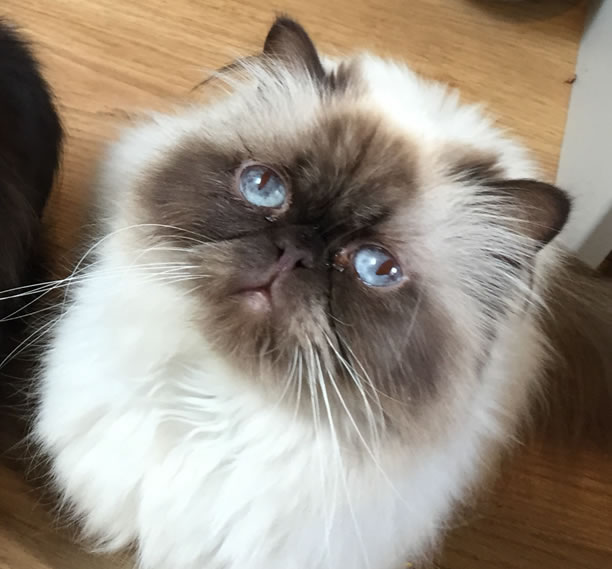 Persian Cat Miffy Missing from Woodstock Road