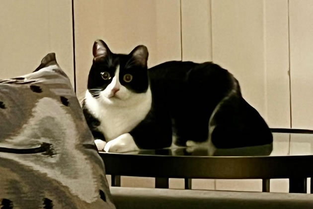 Black and White Cat Missing from Chiswick Mall Area