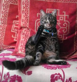 toby missing cat chiswick