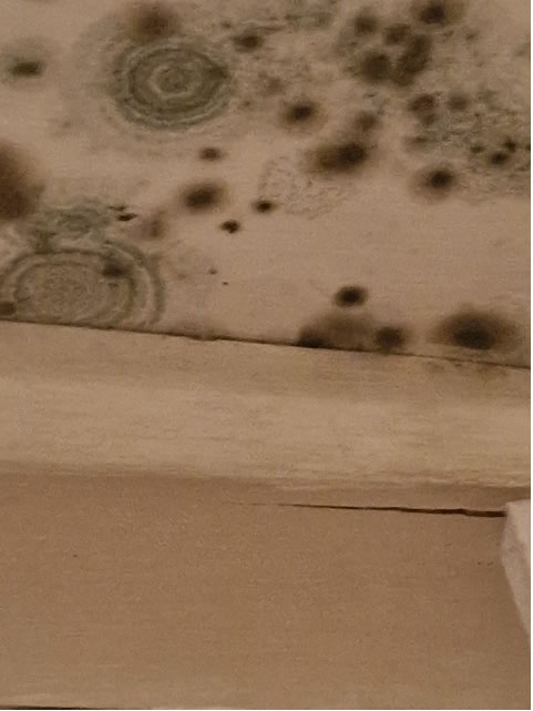 Mouldy flat in Chiswick