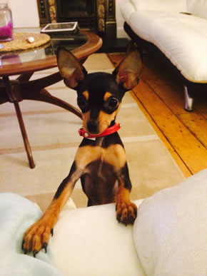 Have You Seen Missing Puppy Percy? 