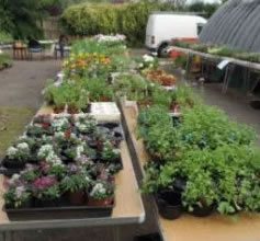 image of plants for sale at allotments 