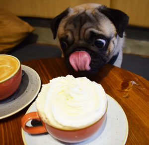 ug dog looking at coffee 