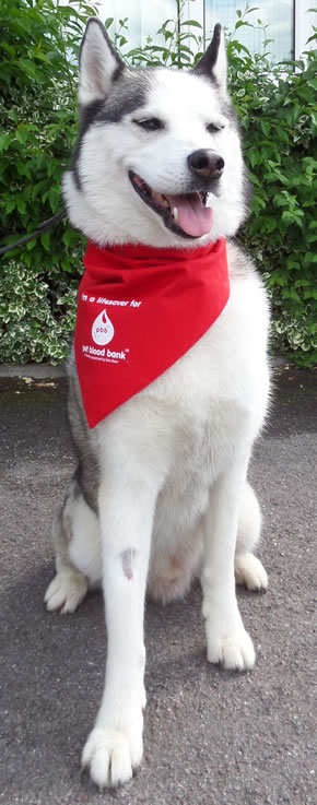 Vadim the rescue dog who donates blood 