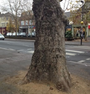 a tree on chiswick high road 