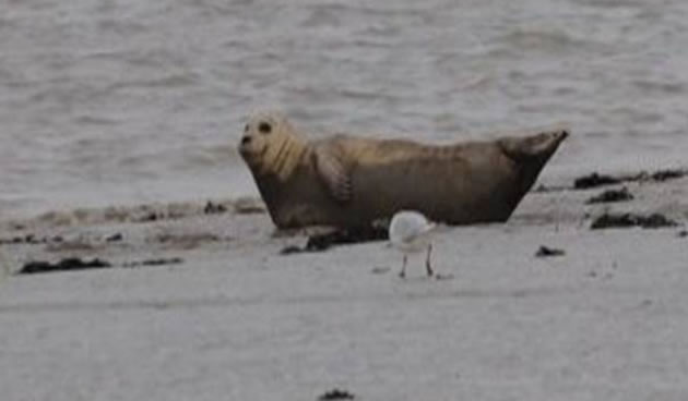 seal on foreshore 