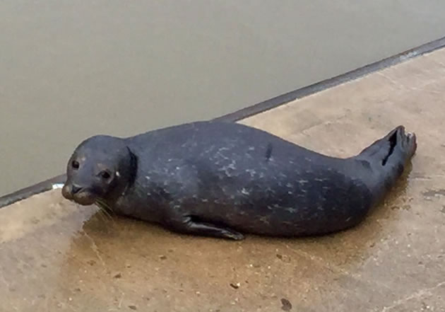 Seal of Approval for Chiswick Pier