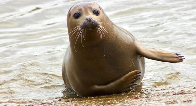 seal on the thames