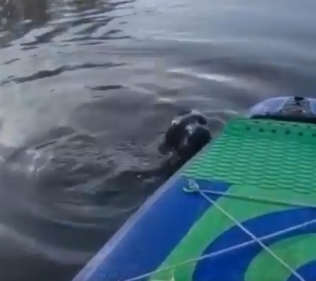 seal paddleboard 