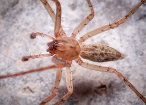 new spider species found at Gunnersbury Triangle 