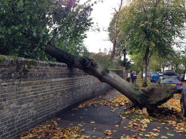 Tree hits wall of Chiswick House Grounds