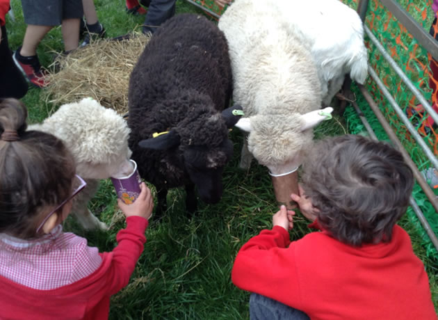 strand pupils feed lambs