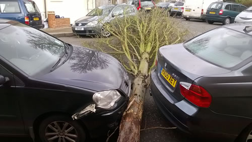 Tree lying between parked cars
