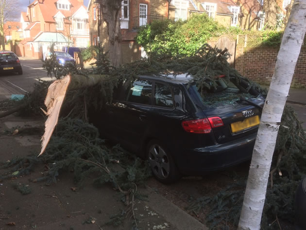 Tree on car in Bedford Park
