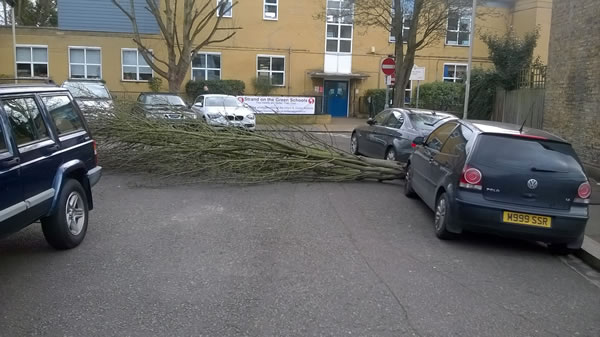 tree which came down outside Strand junior school 
