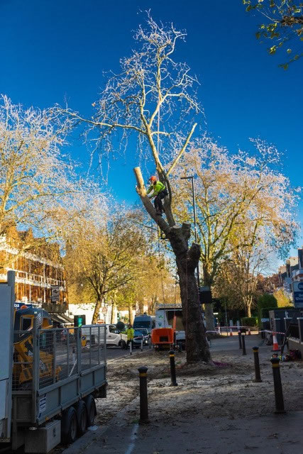 Cutting down the tree on Chiswick High Road
