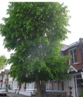 a large tree giving problems to a resident 
