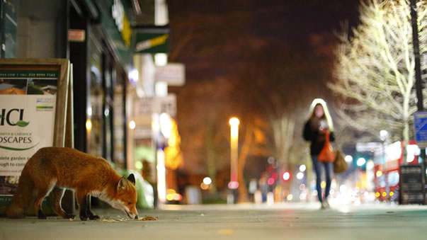 fox eating leftovers, image byJon Perry 