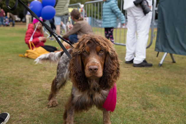 Angus, a previous winner of the Chiswick House Dog Show 
