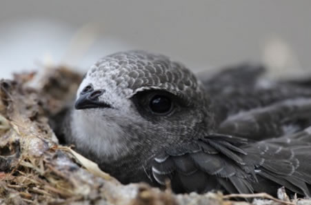 a young Swift chick