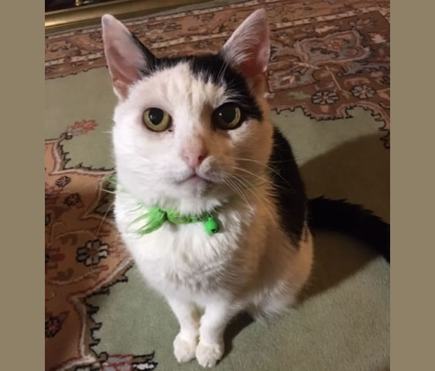 barney the cat chiswick