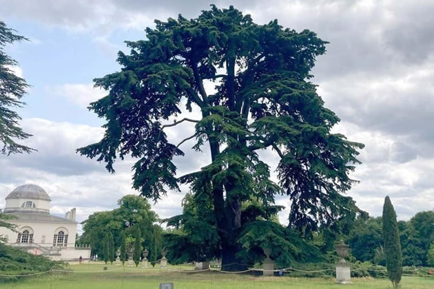 The gigantic cedar of Lebanon in front of Chiswick House