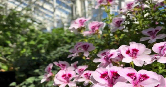 Flowers in Chiswick House Gardens