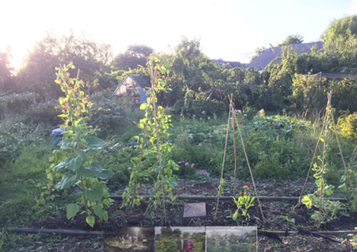 allotment of chiswick school 