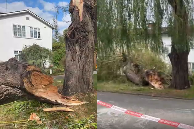 The willow tree was split in two. Picture: Seaane Chin-Hoyte / Madele Hair