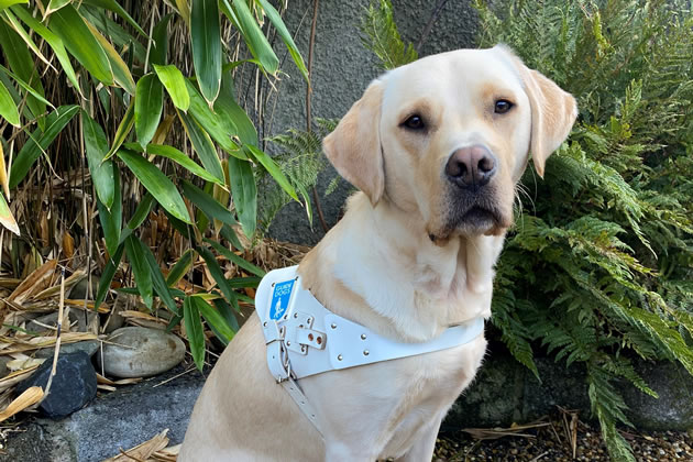 Newly trained Guide Dog Jax 