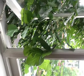 tree branches coming through residents window