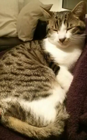 Owner Searching For Missing Cat Elliott 