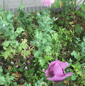 image of flower bed with purple flowers
