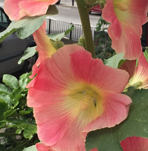 pink flowers on the high road planted by volunteers