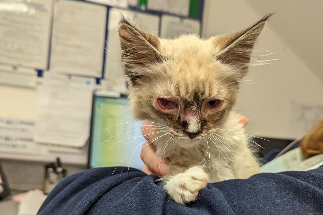Talisker is now being cared for at a animal hospital. Picture: RSPCA 