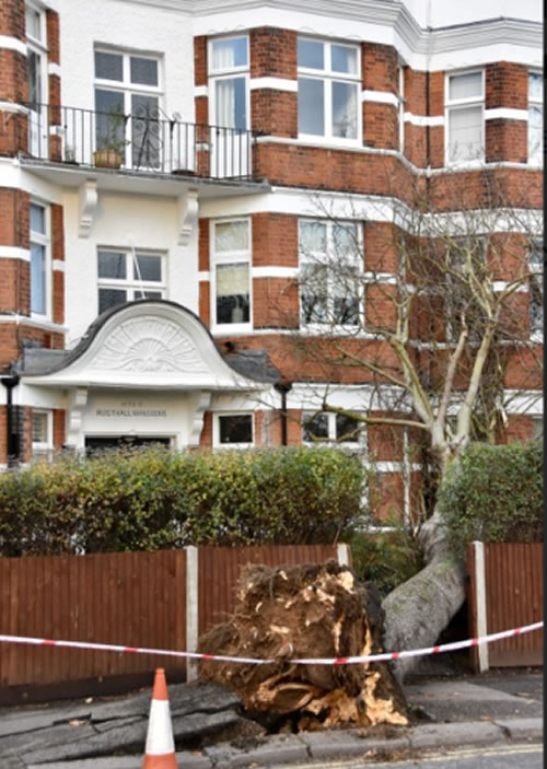 tree falls on apartment block entrance 