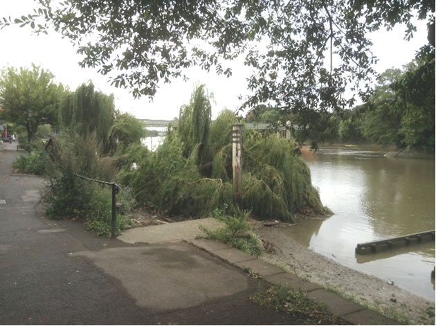 Collapsed Willow Chiswick