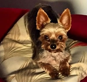 yorkie dog who was mauled